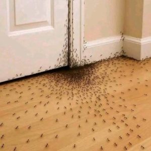If ants appear in the house, it means that…See more